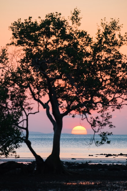 Bäume Silhouette Sonnenuntergang