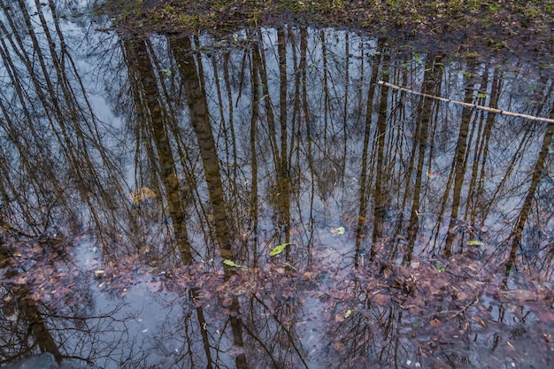 Bäume spiegeln sich in der Pfütze