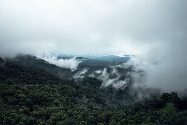 Bäume und Berge an regnerischen Tagen und Nebel