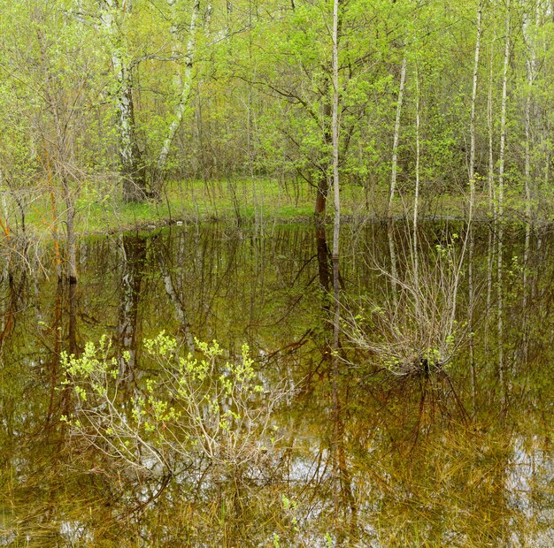 Bäume und Büsche spiegeln sich im Wasser