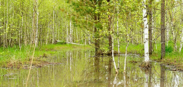 Bäume und Büsche spiegeln sich im Wasser