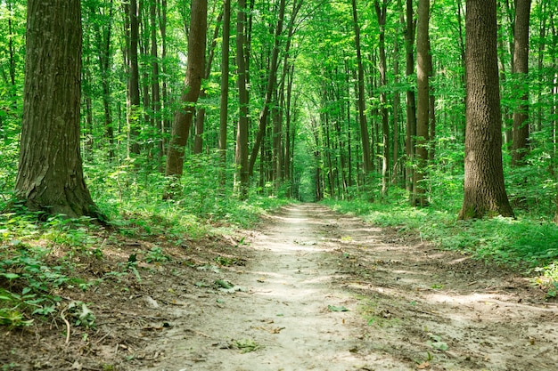 Bäume und Gehweg im Naturpark