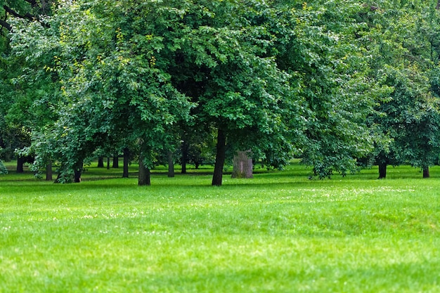 Bäume und Gras im Stadtpark