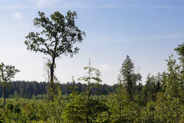 Bäume und Gras