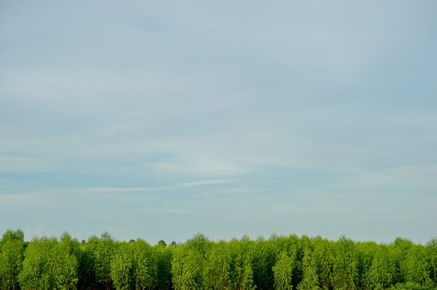 Bäume und Himmel Indigo im Winter Natur Reiseideen Und es gibt einen textfreiraum.