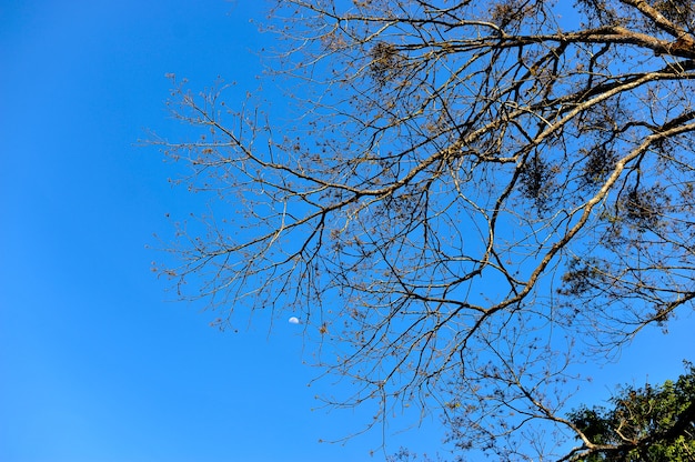 Bäume und Himmel Tritt natürlich auf. Grün und Blau Formuliert in natürlicher Form.