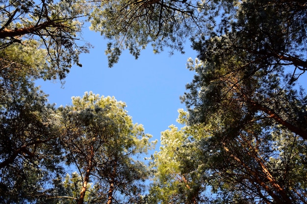 Bäume und Himmel