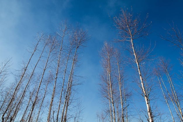 Bäume und Himmel