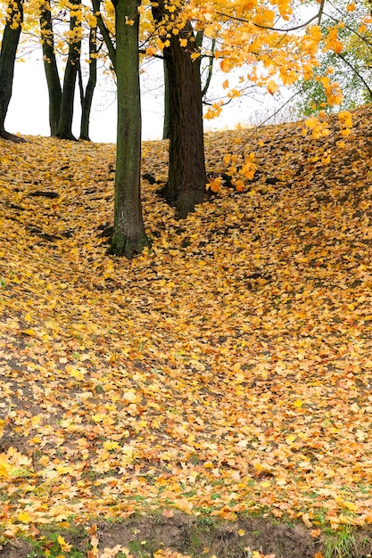 Bäume und Laub im Herbst