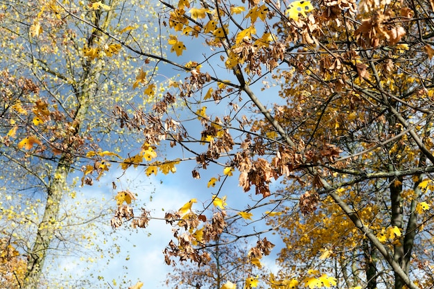 Bäume und Laub im Herbst