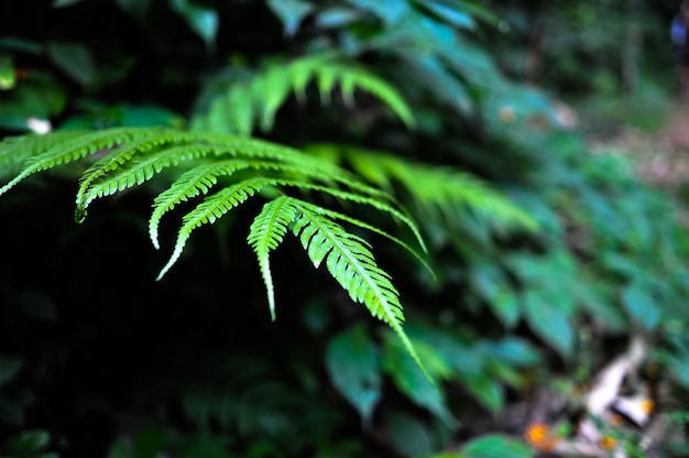 Bäume und Natur morgens mit dem Licht, das unten scheint.