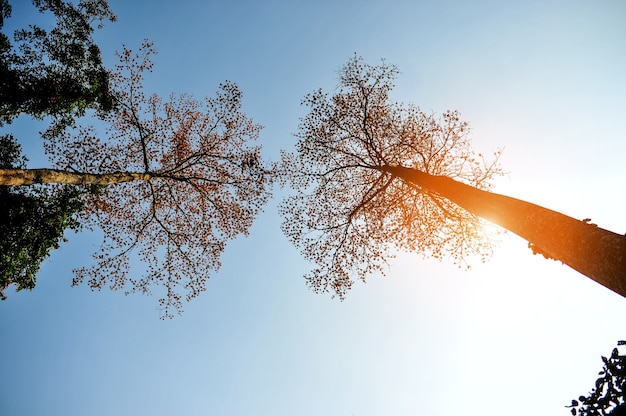 Bäume und Natur morgens mit dem Licht, das unten scheint.