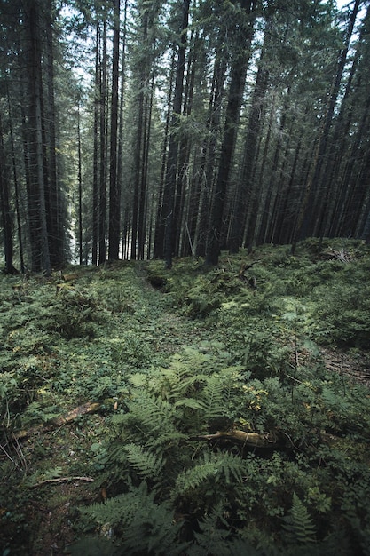 Bäume und Pflanzen, die im Wald wachsen