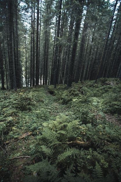 Foto bäume und pflanzen, die im wald wachsen