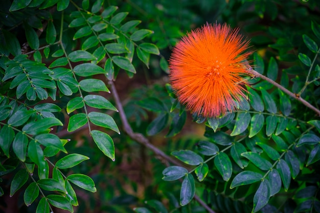 Bäume und Pflanzen im Botanischen Garten. Dichte grüne Vegetation im botanischen Garten. Teneriffa. Spanien.