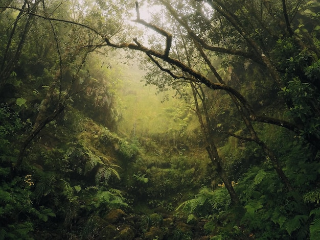 Bäume und Pflanzen im Wald