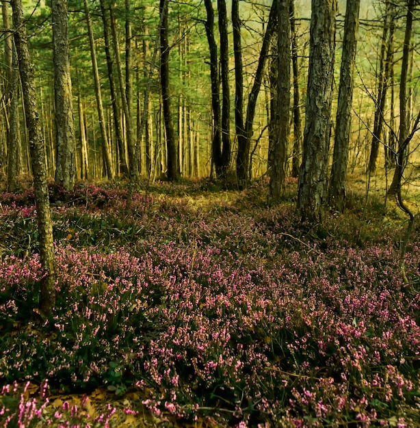 Foto bäume und pflanzen im wald