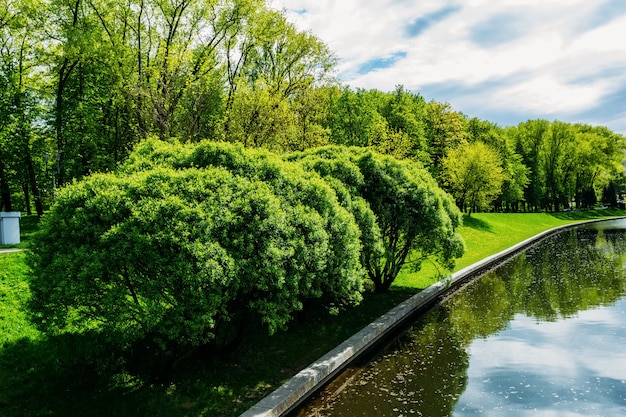 Bäume und Sträucher am Ufer des Teiches