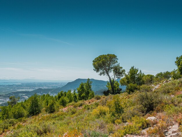 Bäume und Sträucher im Hintergrund einer Berglandschaft