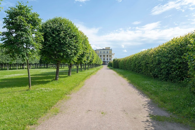 Bäume und Sträucher im Stadtpark von Moskau