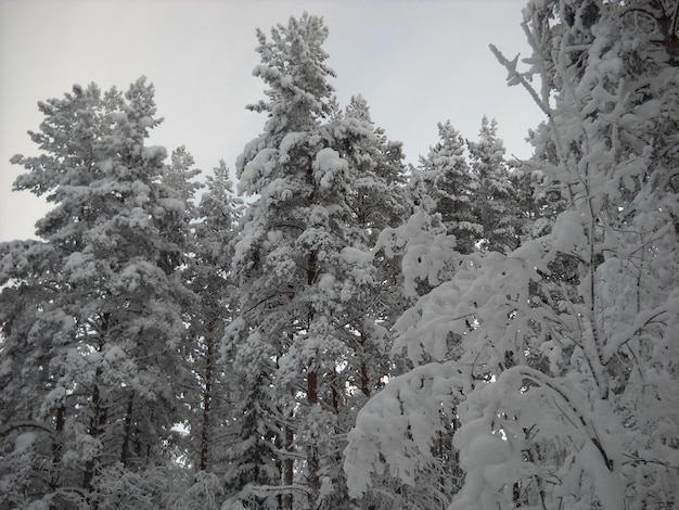 Bäume unter einer dicken Schneeschicht im Winter am Abend Schöner ruhiger Nordtag Kiefern und Fichten Republik Karelien Russland Nordwestrussland