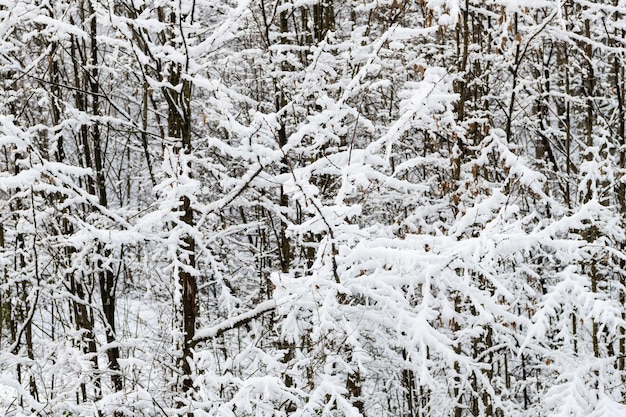 Bäume unter Schnee. Frostiger Wald. Winterlandschaft.