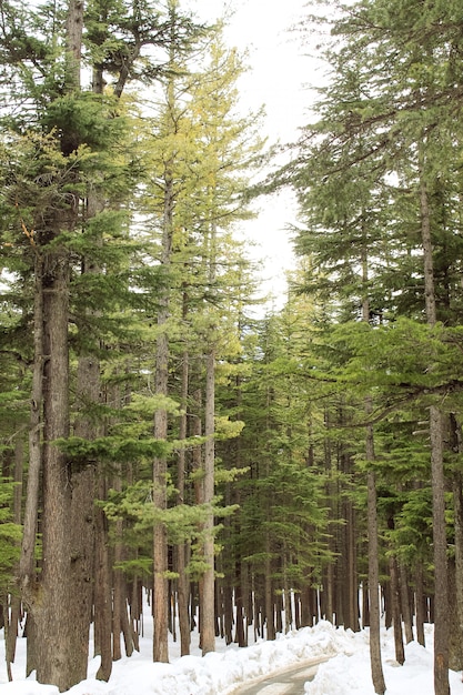 Bäume von Usho Forest in der Kalam Swat-Landschaftslandschaft