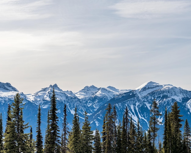 Foto bäume vor den wunderschönen schneebedeckten columbia mountains gegen den blauen himmel in british columbia