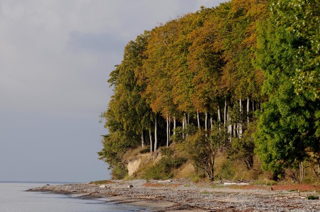 Foto bäume wachsen am meer gegen den himmel