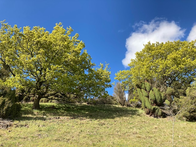 Foto bäume wachsen auf dem feld gegen den himmel