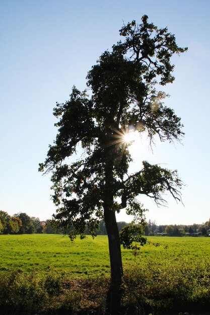 Bäume wachsen auf dem Feld gegen den Himmel