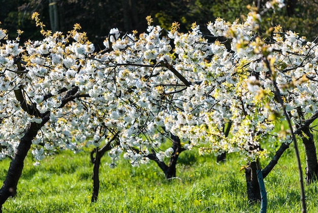 Foto bäume wachsen auf dem feld