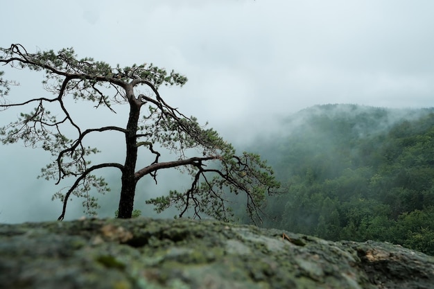 Bäume wachsen auf einem Steinbergnebel im Bergfelsen mit Baumnebel im Wald