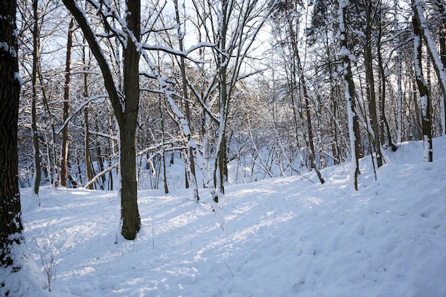 Bäume wachsen im Park mit Schnee und Eis bedeckt