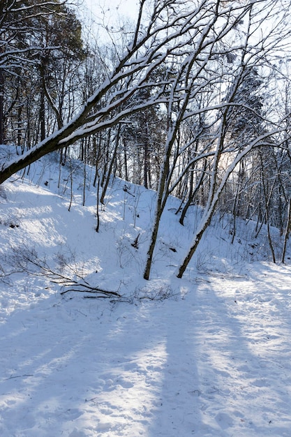 Bäume wachsen im Park mit Schnee und Eis bedeckt