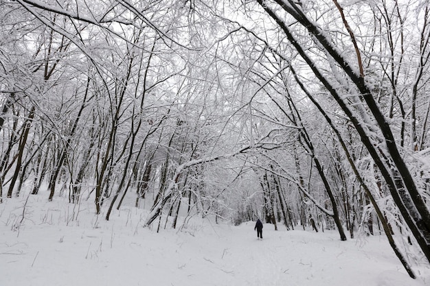 Bäume wachsen im Park mit Schnee und Eis bedeckt