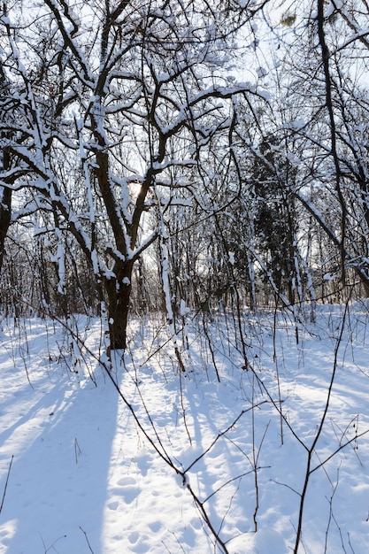 Bäume wachsen im Park mit Schnee und Eis bedeckt