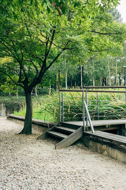 Foto bäume wachsen im park