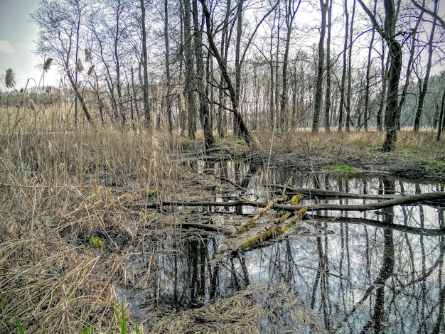 Foto bäume wachsen im sumpf