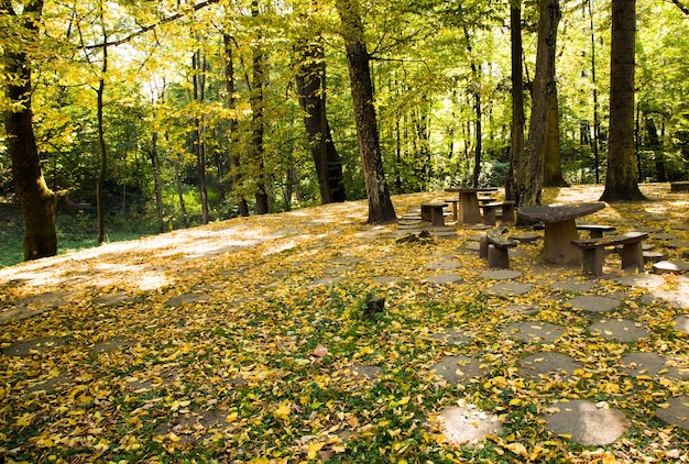 Bäume wachsen in einem Park im Herbst des Jahres