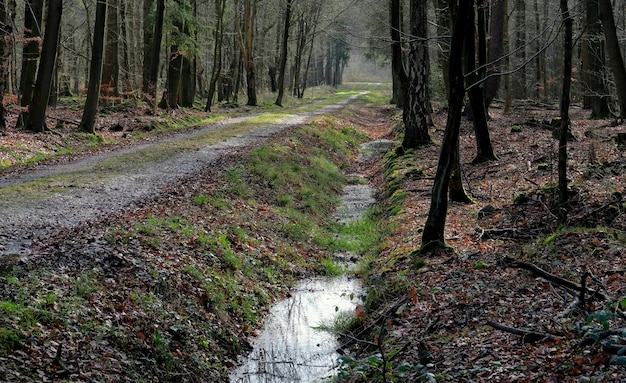 Bäume wässern und Blätter in den holländischen Wäldern im Herbst in den Niederlanden