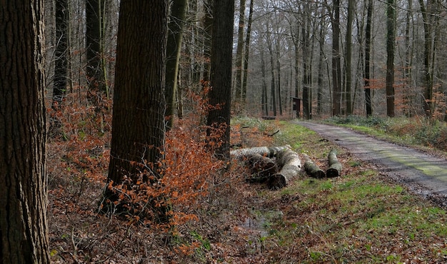Bäume wässern und Blätter in den holländischen Wäldern im Herbst in den Niederlanden