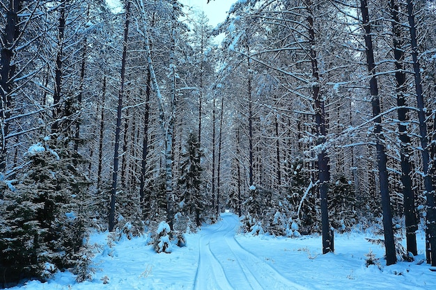 Bäume Wald Frost Draufsicht Hintergrund, abstrakte Drohnenansicht Natur saisonale Winterfichte