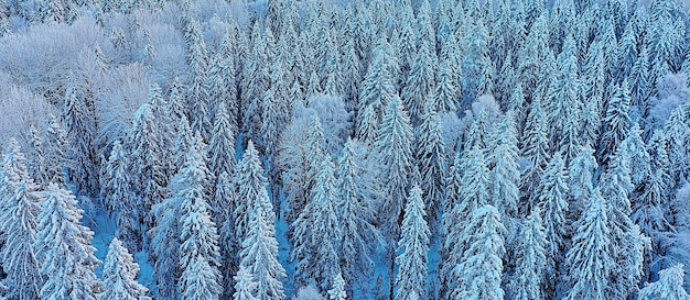 Bäume Wald Frost Draufsicht Hintergrund, abstrakte Drohnenansicht Natur saisonale Winterfichte