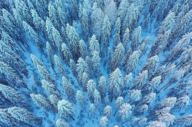 Bäume Wald Frost Draufsicht Hintergrund, abstrakte Drohnenansicht Natur saisonale Winterfichte