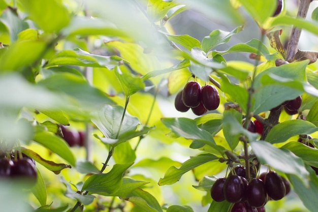 Baga de Dogwood em uma árvore