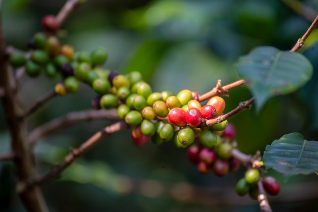 Baga de grão de café vermelho maduro planta crescimento de árvore de café com sementes frescas em fazenda verde ecológica orgânica