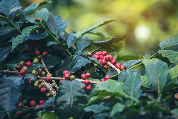 Baga de grão de café vermelho maduro planta crescimento de árvore de café com sementes frescas em fazenda verde ecológica orgânica