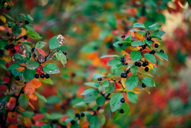 Baga no ramo cotoneaster em queda bokeh de fundo. Arbusto de uva-ursina com close-up de folhas de outono. Queda de folhas multicoloridas de cores laranja vermelhas amarelas verdes. Outono pano de fundo com flora rica colorida.