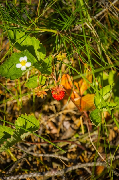 Baga vermelha madura de morango selvagem no fundo da floresta.